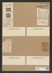 Solium sp. (de-Toni-Nr.: Genus 120) Zeichnungen Sammlung Grunow Nr. 6895 (NHMW-BOT-W0375761)